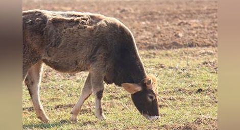 Пияната крава Нонка от Монтана изтрезня със суроватка