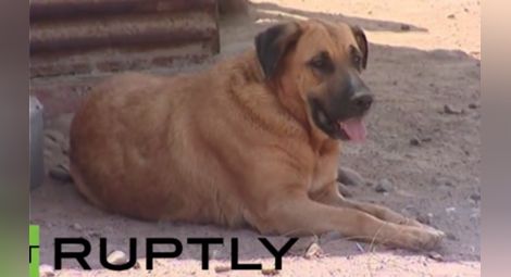 Куче кърми изоставено чилийско момченце (видео)