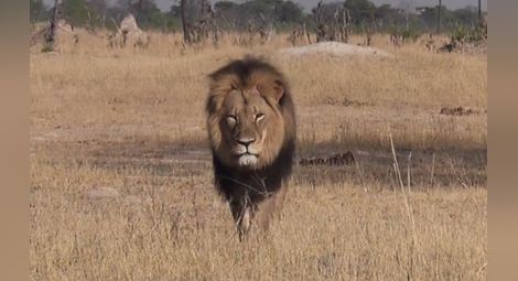 Убиецът на лъва Сесил: Чувствам се в безопасност