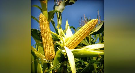 Разрешиха отглеждане на американска ГМО царевица в ЕС