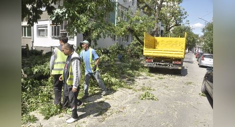 Разчистват изсъхналите дървета по „Муткурова“