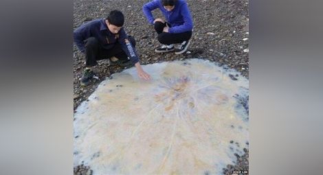 Огромна медуза изхвърлена на плаж на о. Тасмания