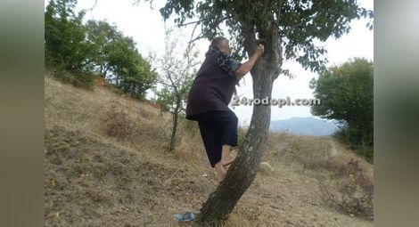 Неволята учи! 75-годишната Зекие катери 10-метрово дърво да бере круши