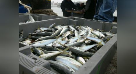 67% от БГ уловът на черноморска риба е в акваторията на област Бургас