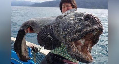 Японец улови риба чудовище до АЕЦ „Фукушима”