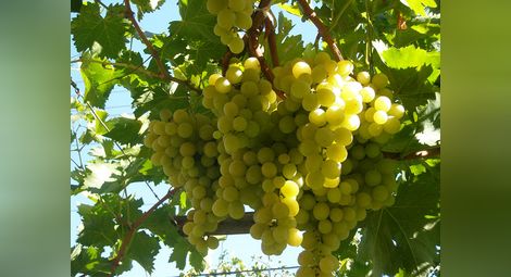 По-високи от миналогодишните са добивите от грозде в Силистренско