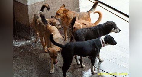 За месец в общинския приют за безстопанствени животни в Русе са осиновени 53 кучета 
