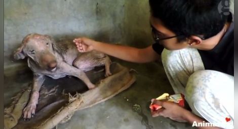 Невероятната история на куче, спасено от човешката добрина (ВИДЕО)