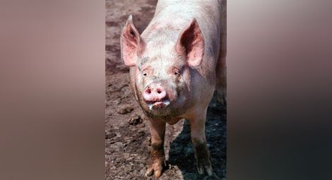 Учени: Органи от прасета може да се трансплантират на хора