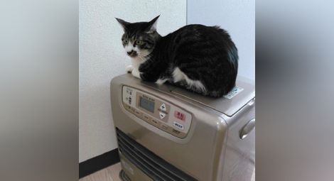 В този японски офис работят не само хора, но и котки /Снимки/