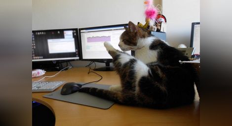 В този японски офис работят не само хора, но и котки /Снимки/