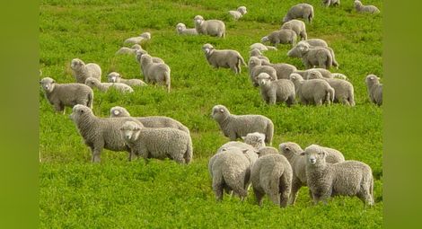 Експортът на овче месо  пада пет пъти за 10 години