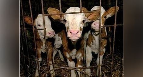 Защо отпуснатите субсидии за животновъдите не стигат до тях