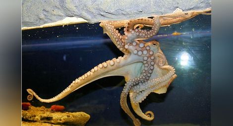 Изверги умориха 5 сепии, два октопода и задигнаха ценни риби от Природонаучния музей в Пловдив /галерия/