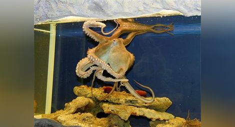 Изверги умориха 5 сепии, два октопода и задигнаха ценни риби от Природонаучния музей в Пловдив /галерия/