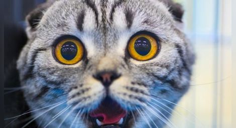 Защо котките се плашат от краставици?