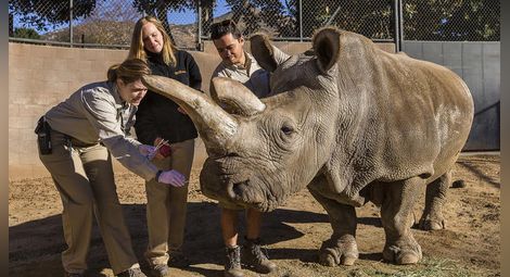 Отиват си последните бели носорози в света