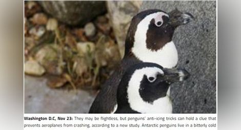 Пингвините може да помогнат за проблема с обледяването на самолети