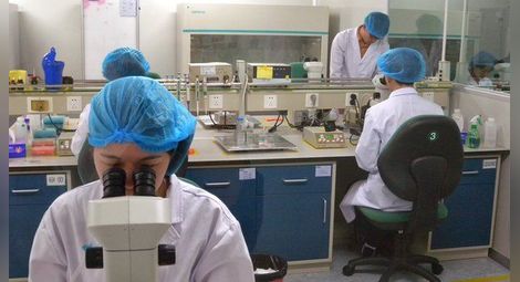 Китайска фабрика ще произвежда по 1 млн. клонинги годишно