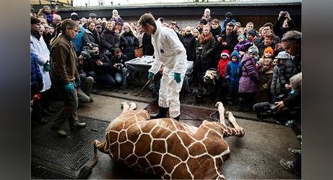 Природозащитник за убития в Дания жираф: Цинизмът на това деяние е огромен