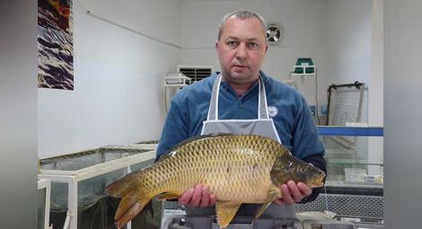 Риба за всеки вкус и за всеки джоб в магазин „Дунав“ за Никулден