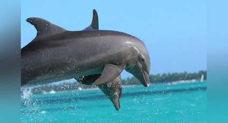 Учени: Делфините виждат детайлни образи, разменят ги на непознат досега език