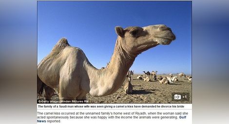 Мъж от Саудитска Арабия се развежда, защото съпругата му целунала камила