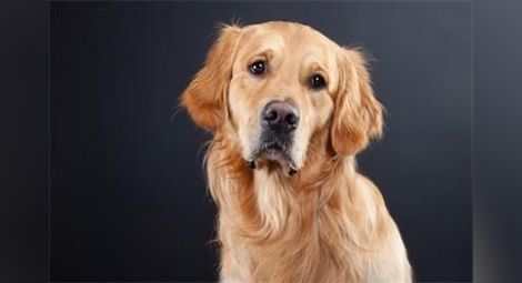 Учени: Домашното куче е една от най-красивите генетични скулптори