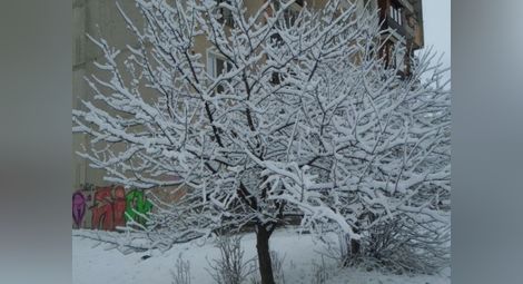 Сняг в цялата страна на Нова година