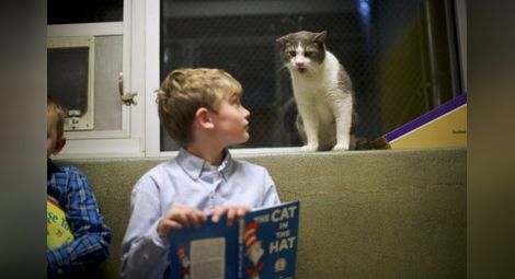 Чело коте книжки. Деца четат на животни в спасителен център в САЩ
