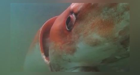 Гигантска сепия изплува край бреговете на Япония (видео)