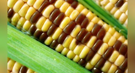 12 страни от ЕС поискаха Eврокомисията да не допуска отглеждането на ГМО царевица