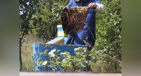 Пчеларите ще получават  директни плащания на кошер