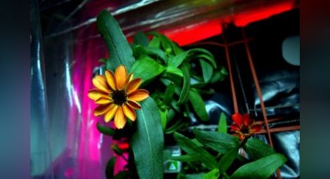 Чудо в МКС: Земно цвете цъфна за първи път в безтегловност