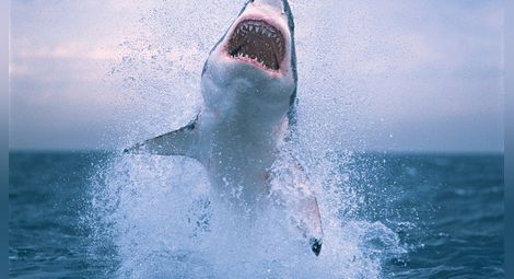 Огромна бяла акула нападна рибари в Персийския залив