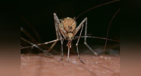 Дунавските общини имат спешна нужда от пари за борбата срещу комарите