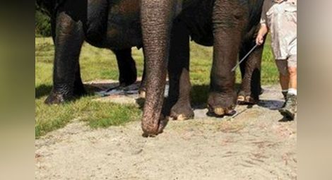 Разбеснял се слон уби турист в Тайланд