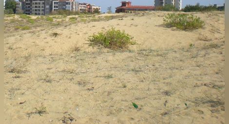 Застрояването на дюните в местността „Кокала“ край Несебър може да започне още днес