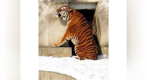 В Русия хванаха избягал тигър (видео)