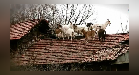 Кози тормозят дупнишко село: Живеят по покривите и трошат керемидите