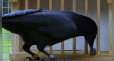 Умна врана решава пъзел в 8 стъпки /видео/