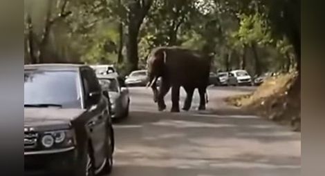 Слон с "разбито сърце" потроши 20 коли в Китай (видео)