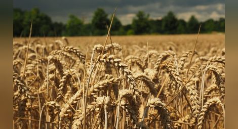 Напуска ли българската пшеница нивите