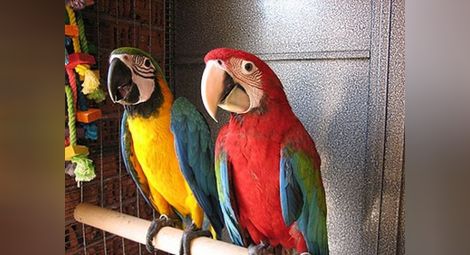 София домакин на най-голямата изложба на екзотични папагали в Европа
