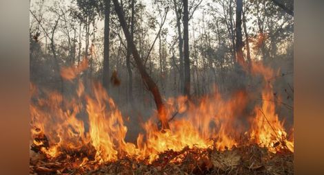 Огнен ад! Запалиха защитени гори край Тутракан
