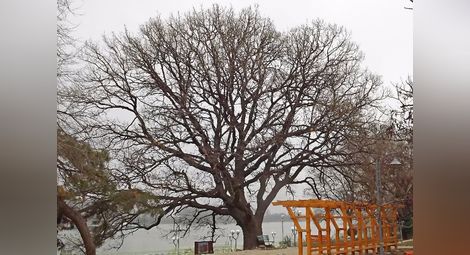 Последна седмица да подкрепите Стария дъб от Силистра за Европейско дърво на годината 2016