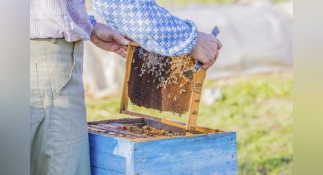 ООН: Намаляването на пчелите застрашава изхранванетго на света