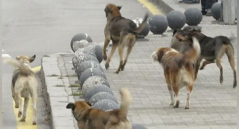 997 бездомни кучета заловени по улиците
