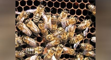 Френски пчелар учи пчелите да правят мед от канабис