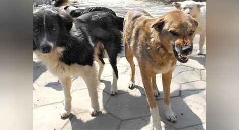 Девет кучета нападнаха деца на път за училище във Видин, двама мъже ги спасиха
